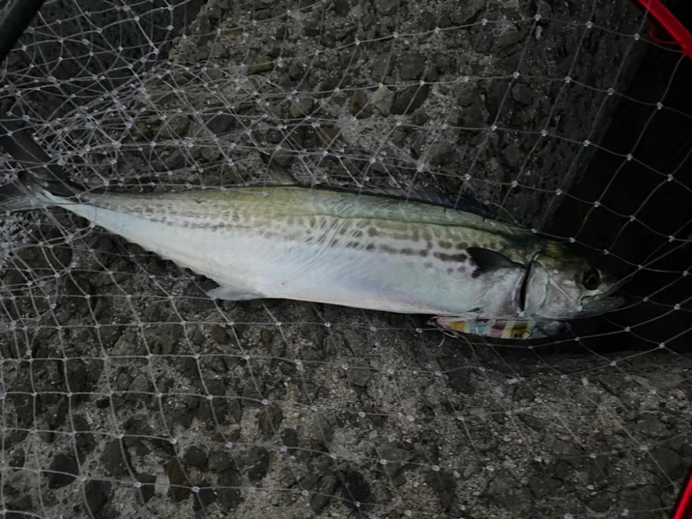 キャンディグローストライプ