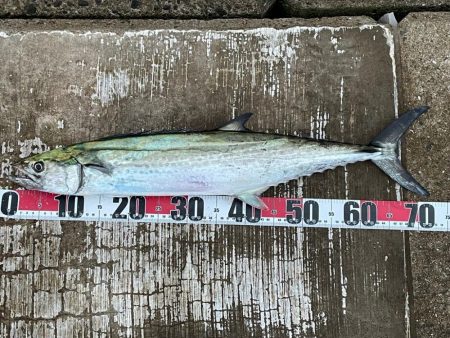 ようやく釣れました^_^