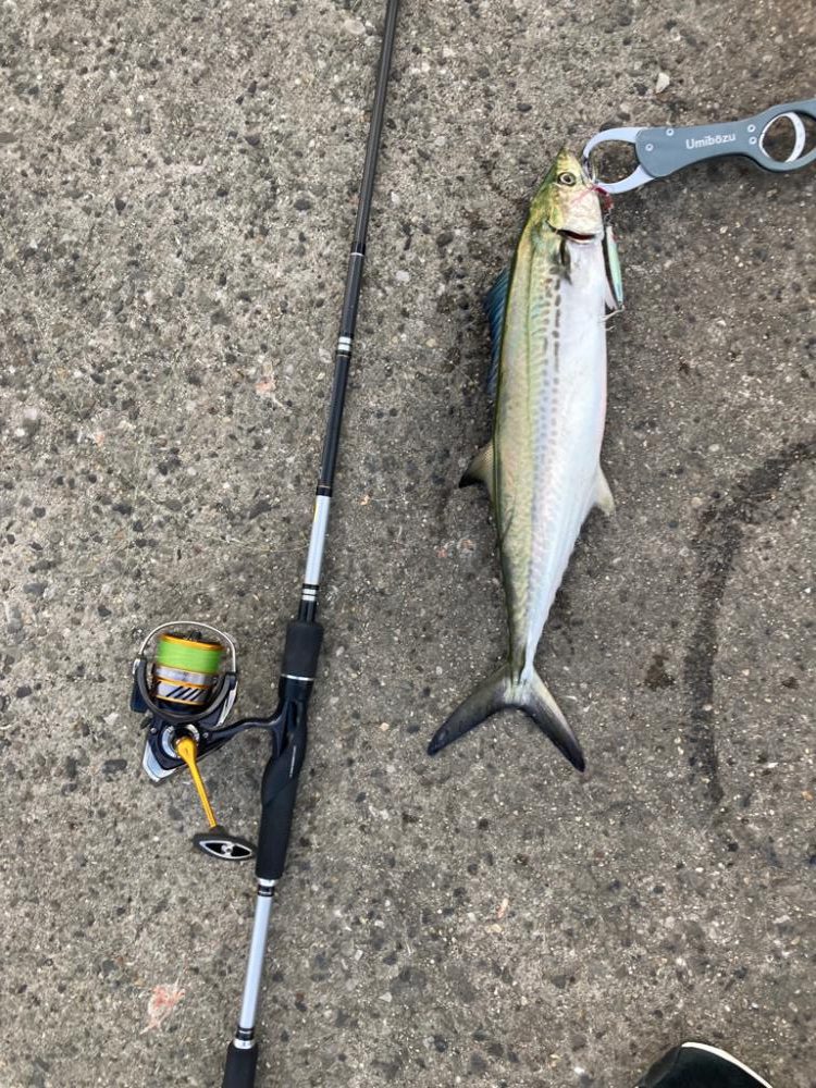 ⭐️マイワシが本命