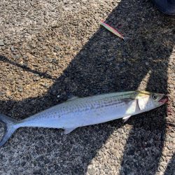 ブレードジグ超高速巻き