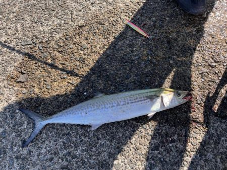 ブレードジグ超高速巻き