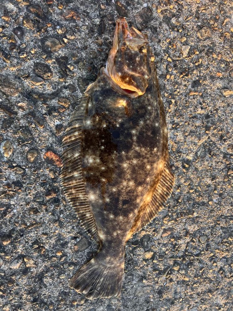 筆頭竿ガシラ!!!