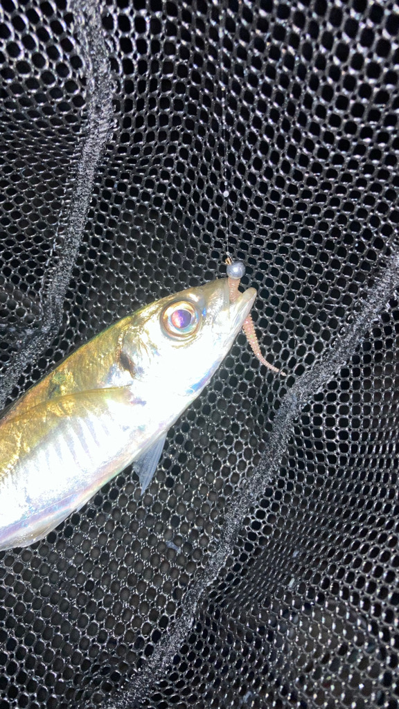 淡路アジング３日目