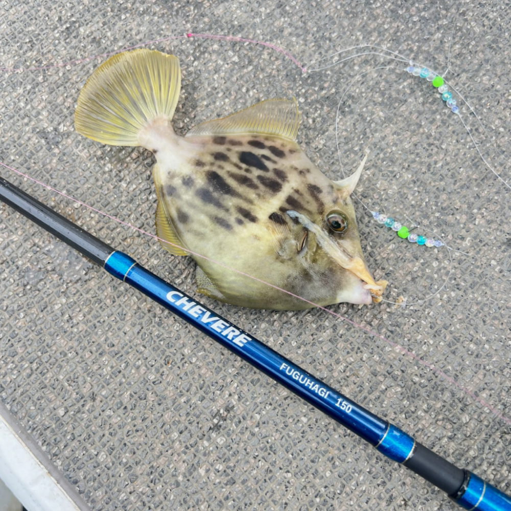 カワハギ/カワハギ仕掛け