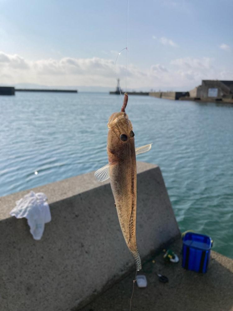 いい引きします!