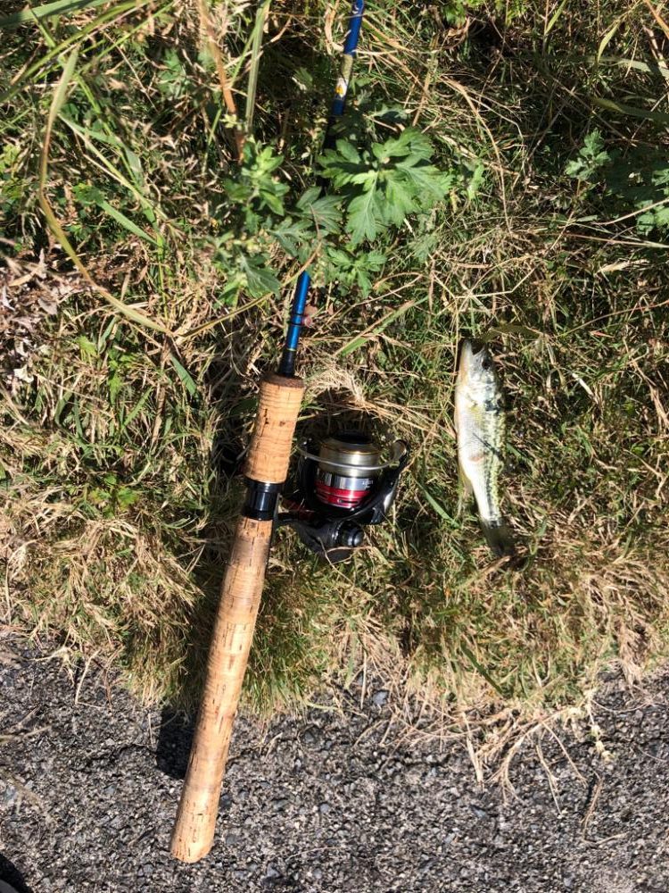 小バスしか釣れない