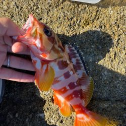 尾鷲まったり釣行