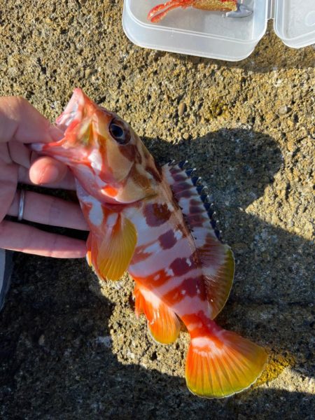 尾鷲まったり釣行