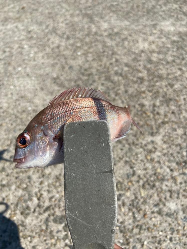 Mission Impossible:ちょい投げシロギスタ