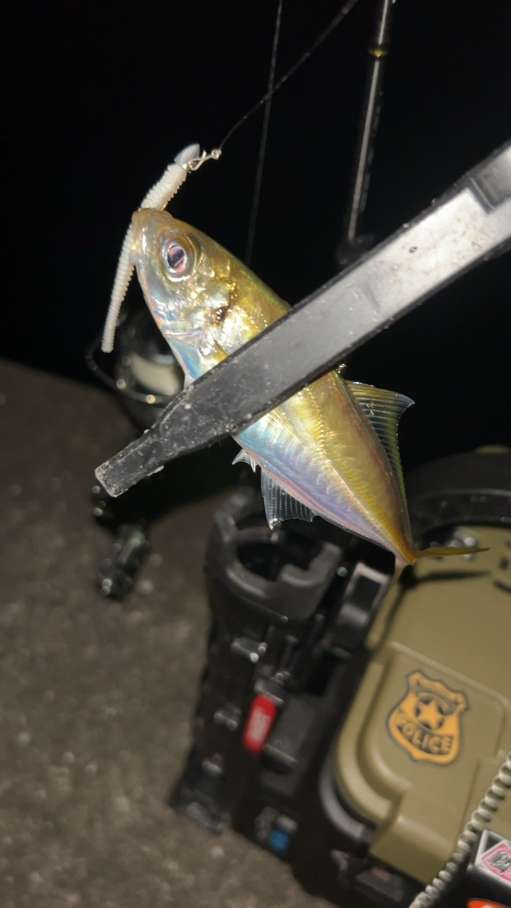 今秋はタケノコも多い?