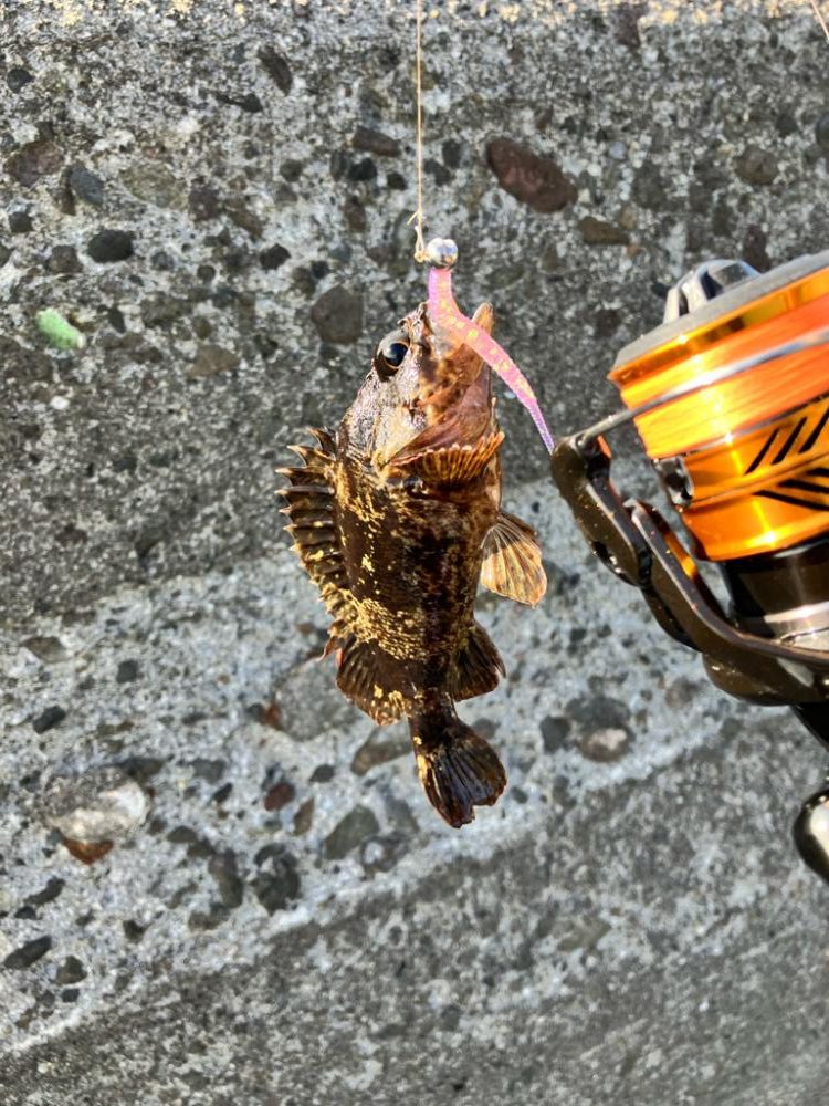 カサゴと戯れる