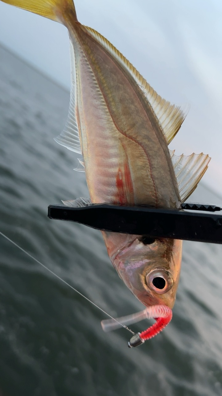 デイアジング♪