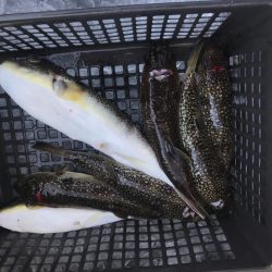 室津のカワハギとフグ