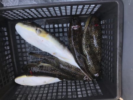 室津のカワハギとフグ