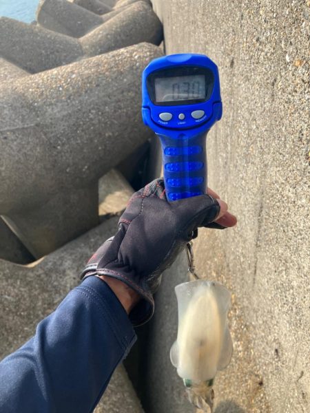 デイエギング　4投で2杯のアオリGET＼(^^)／