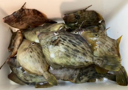 ちょい投げシロギスタの二刀流再び