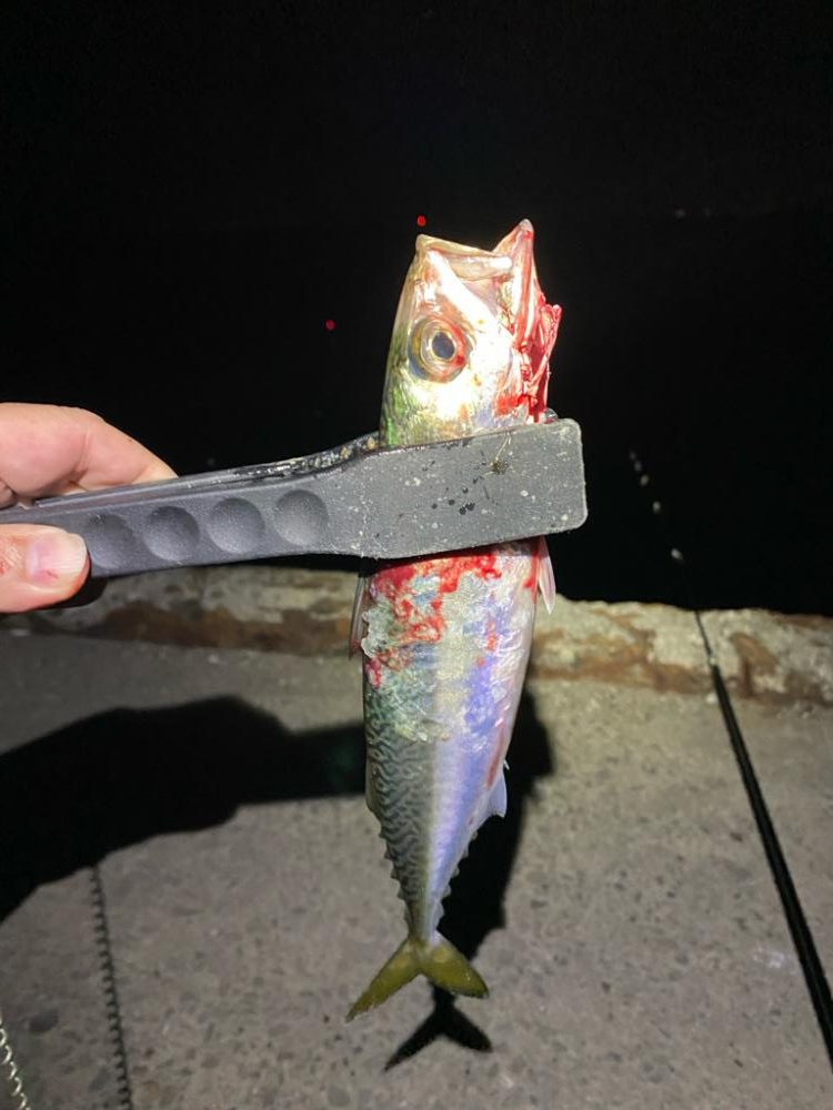 なんとか今年初太刀魚