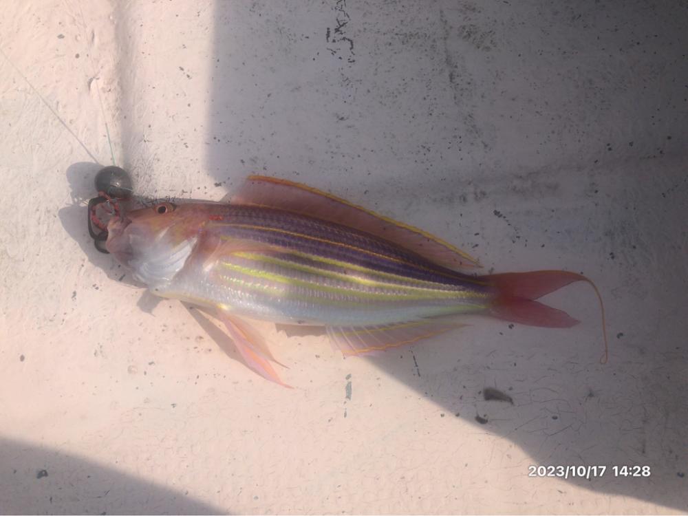 10/17 伊島沖タイラバ