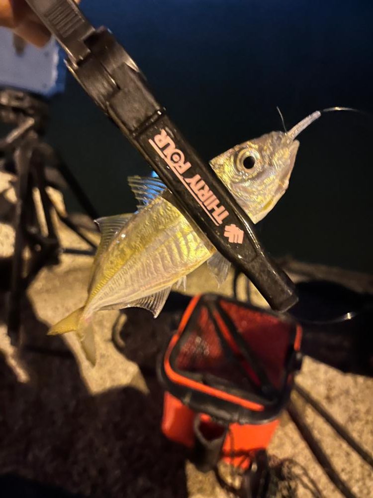 まだまだアジ釣れます!