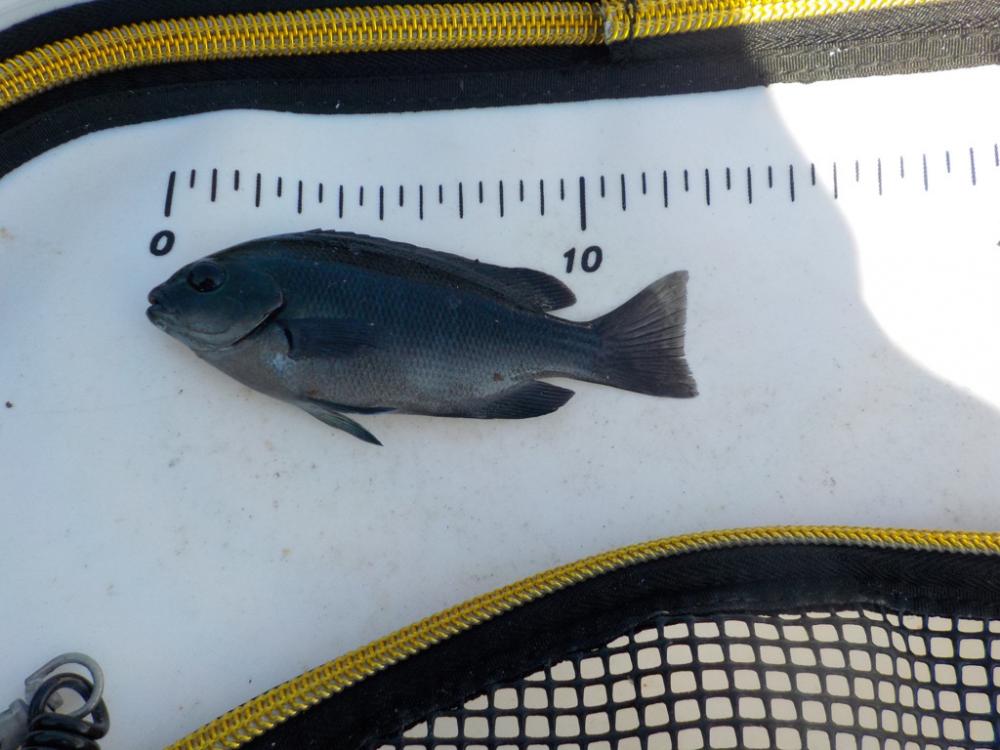 フカセ第1戦〜大蔵海岸〜