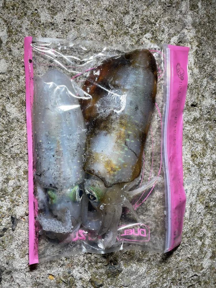 舞鶴アオリイカ！