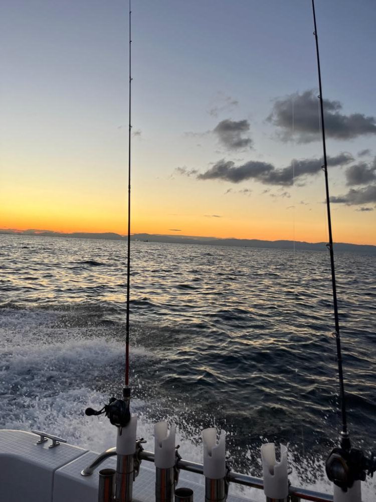 明石タチウオ、アオリ