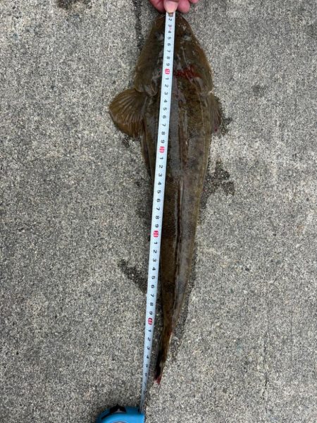 アジと太刀魚とマゴチ