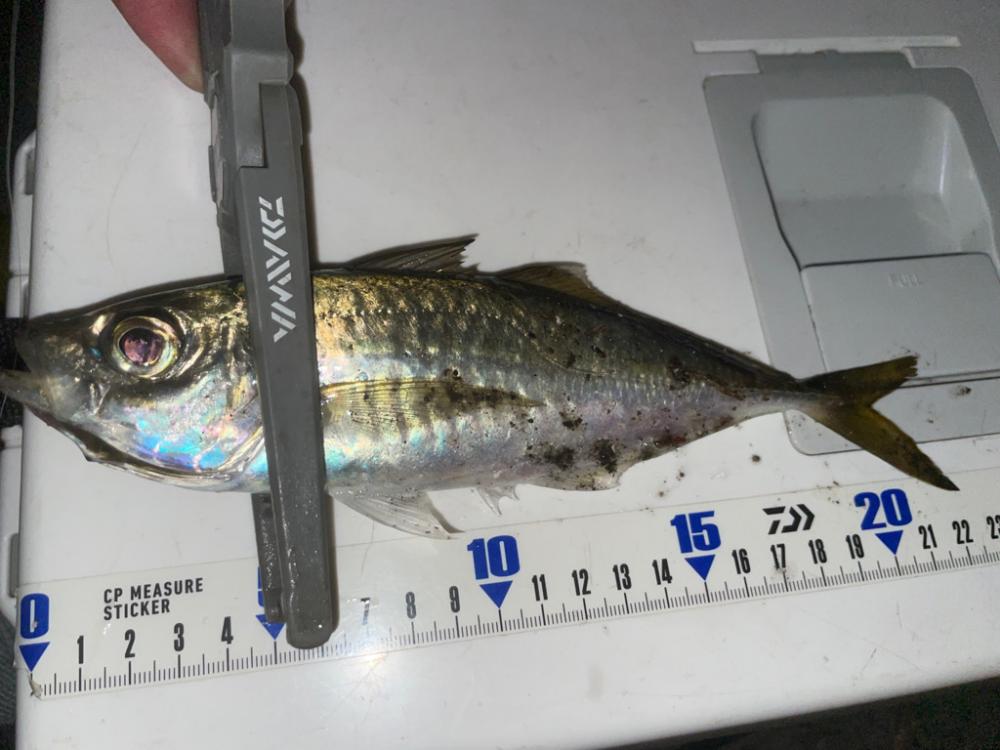 アジングエギング