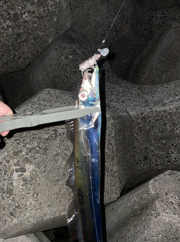 ライトゲームとタチウオ