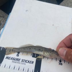 降りそで降らない、のんびりちょい投げDAY