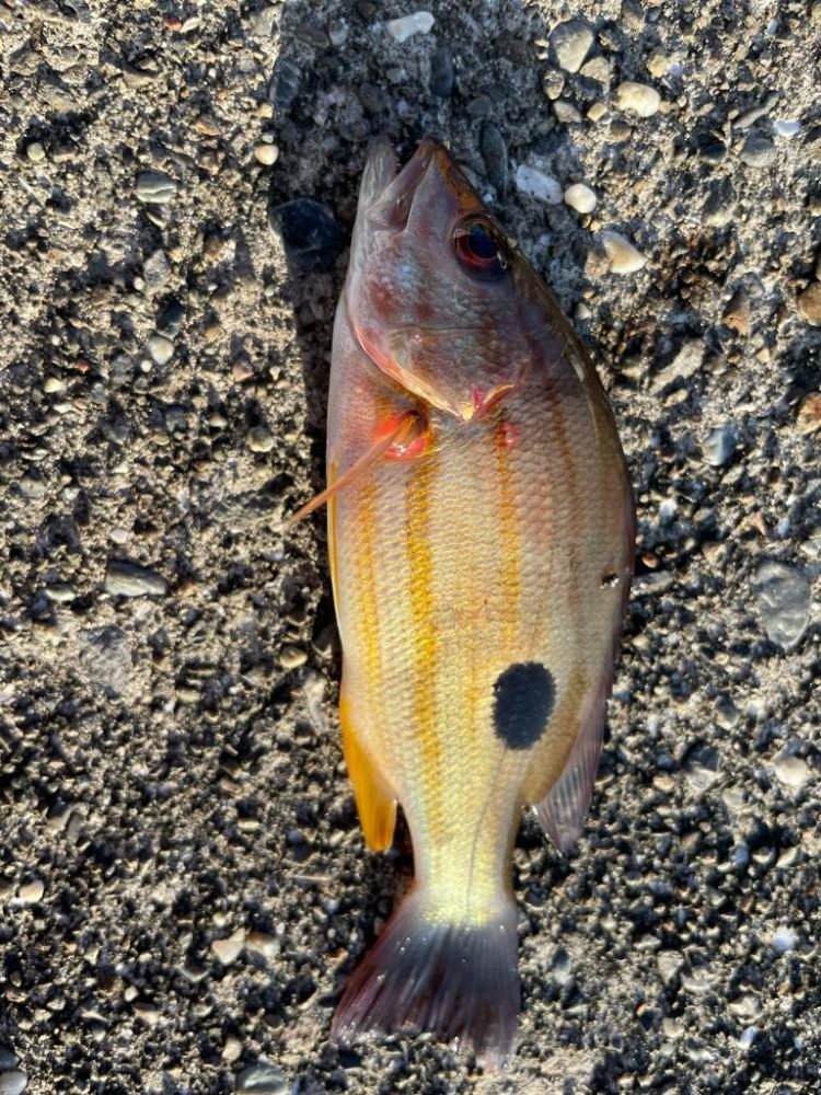 港でライトゲーム