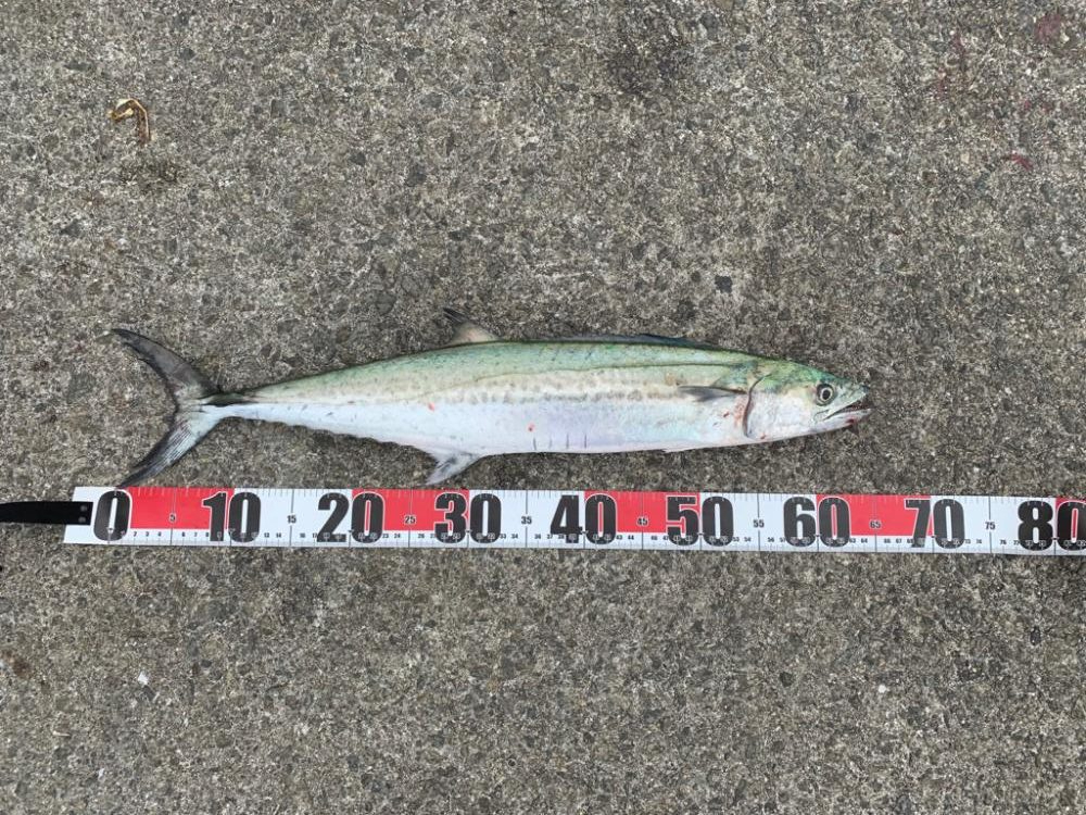 めっちゃ嬉しい初魚種