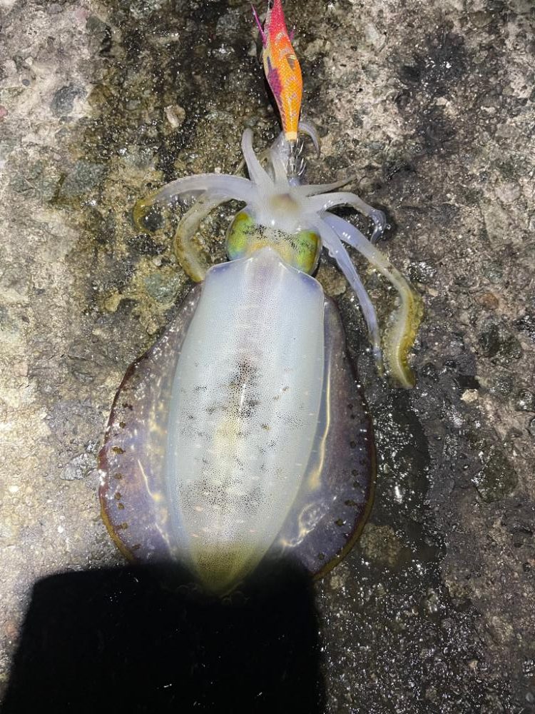 2023 佐渡ヶ島エギング 34回目【10月19日】