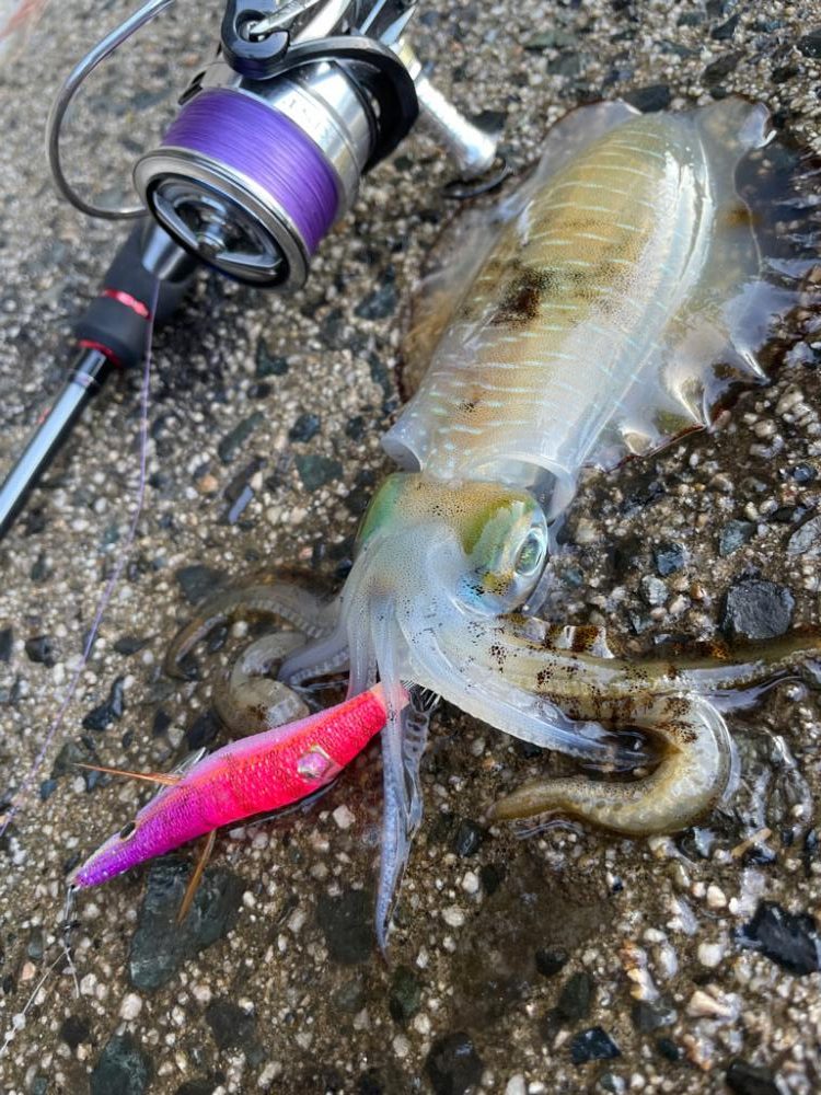 プチラッシュ！