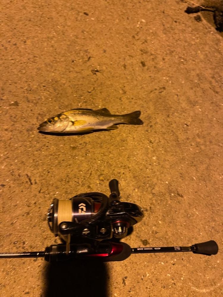 アジング　エギング調査