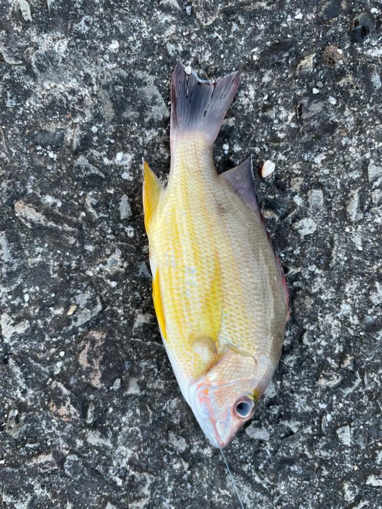 有り合わせタックルでイシガキダイ