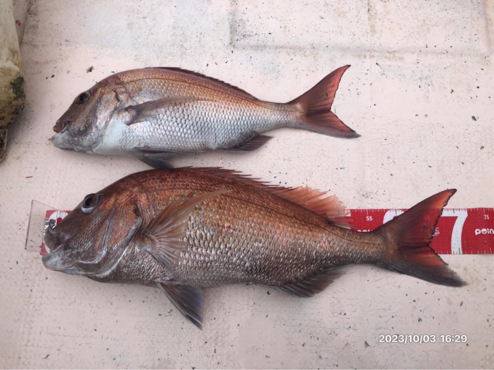 10/3 伊島沖ジギング ティップラン