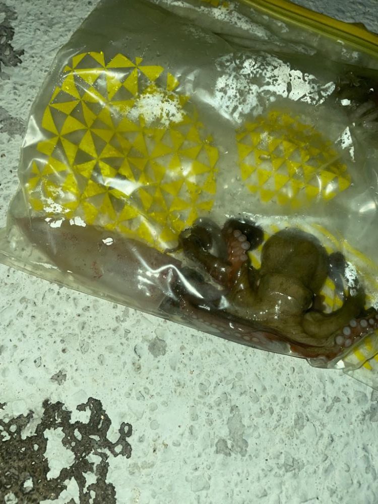 エギングでタコ