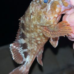 風強いのにアジングで六目達成！