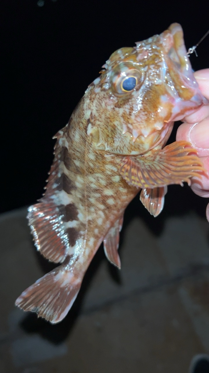 風強いのにアジングで六目達成!