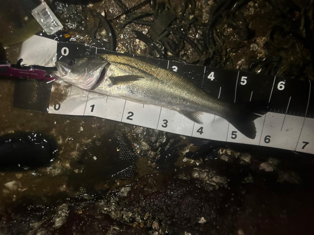 メモリアルフィッシュ