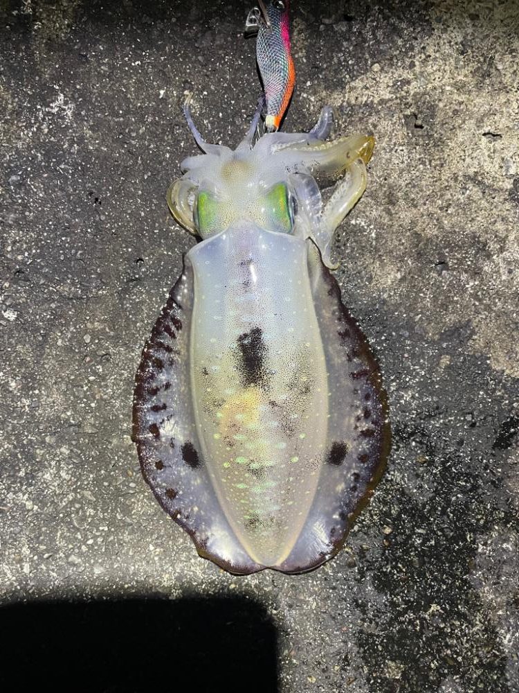 2023 佐渡ヶ島エギング 22回目【10月3日】