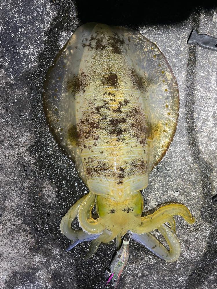 2023 佐渡ヶ島エギング 29回目【10月12日】