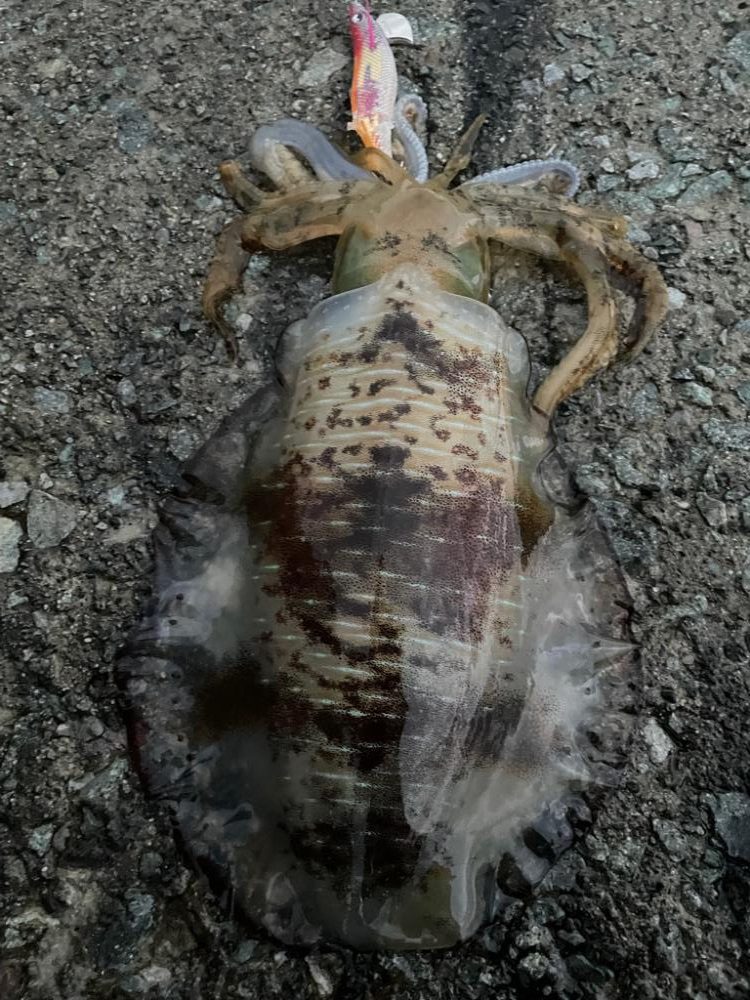 2023 佐渡ヶ島エギング 36回目【10月21日】