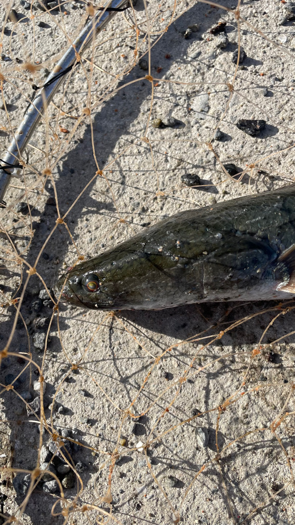 小チヌが2桁 ・・・雷魚⁈