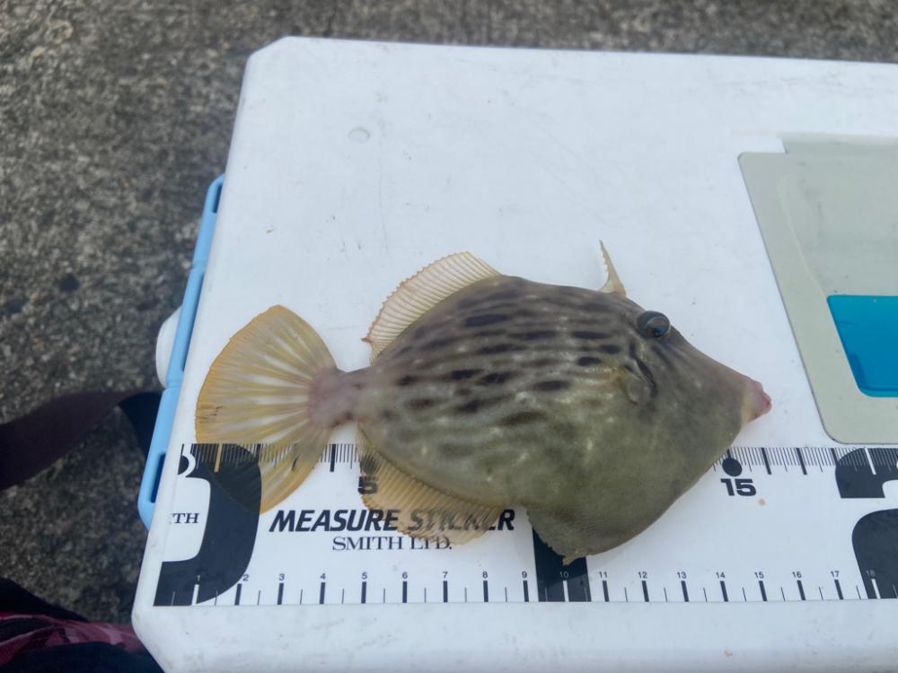 ちょい投げシロギスタのダブルヘッダー