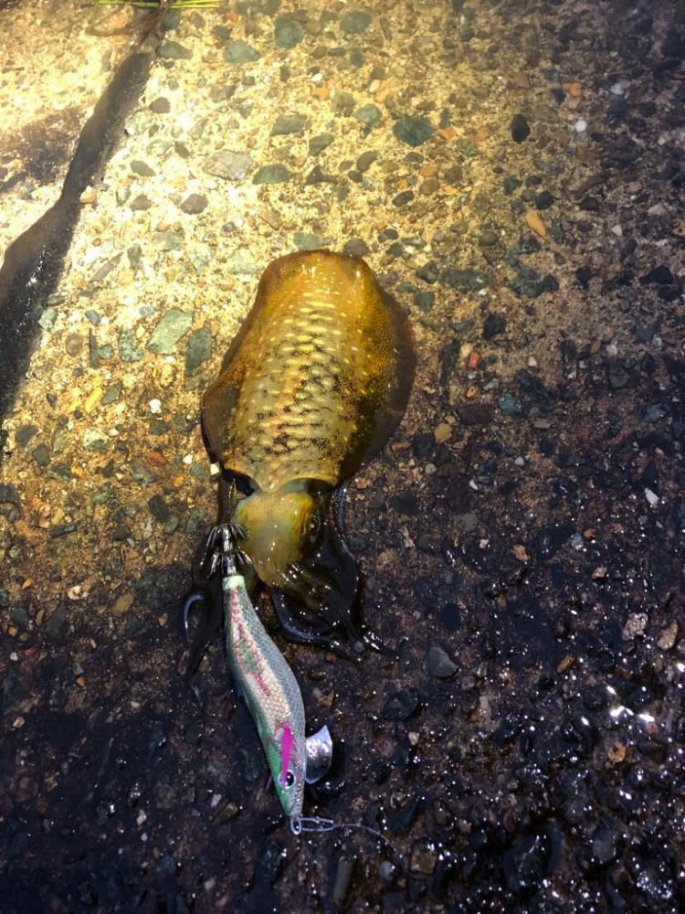 【伊根〜丹後エリア】雨でもエギング！