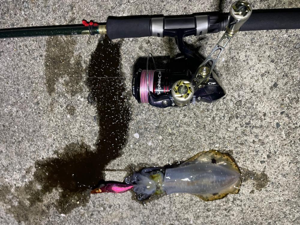 淡路島　エギング