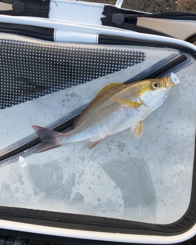 カゴ釣りでイサギ&ヤイト