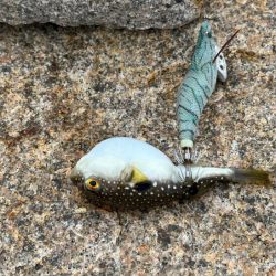 姫路離島でエギング｜この季節にデイゲームは厳しい